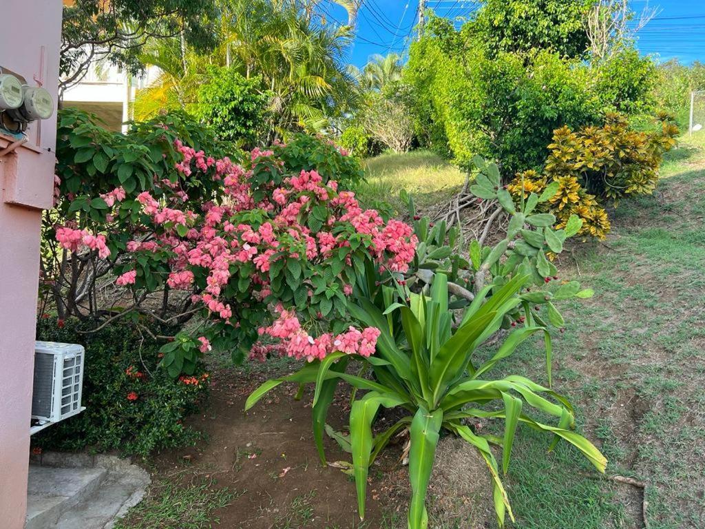 Chez Emmanuel Daire Gros Islet Dış mekan fotoğraf